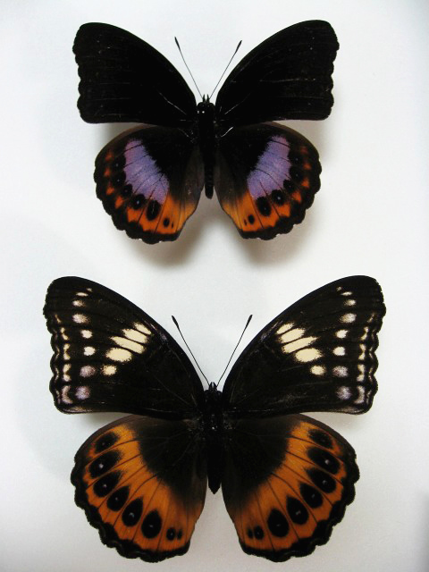 �p���_���X�����T�L