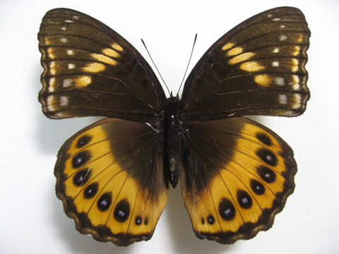 �p���_���X�����T�L