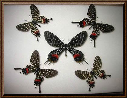 ���̕W�{�ʐ^2_6