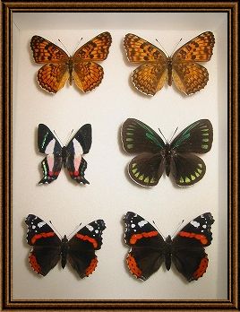 ���̕W�{�ʐ^1_6