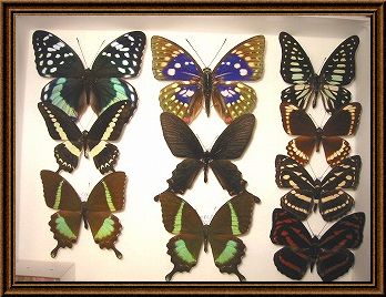 ���̕W�{�ʐ^2_1