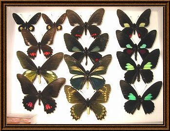 ���̕W�{�ʐ^2_2