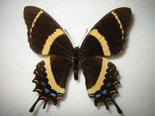 �K���}�X�A�Q�n