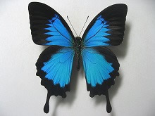 �I�I�����A�Q�n