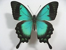 �w���{�V�A�I�l�A�Q�n