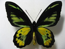 ���X�`���C���h�g���o�l�A�Q�n