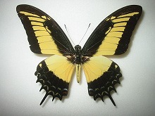 �t�g�I�r�A�Q�n