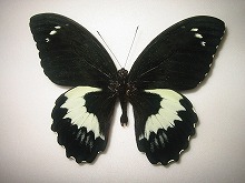 �K���u���V�E�X