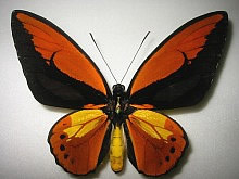 �A�J���K�l�g���o�l�A�Q�n