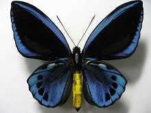 �A�I���K�l�g���o�l�A�Q�n