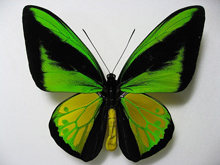 アゲハ蝶 標本 -トリバネアゲハ-