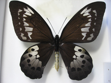 �S���C�A�X�g���o�l�A�Q�n