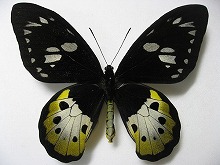 �`�g�k�X�g���o�l�A�Q�n