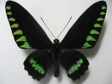 �p�������A�J�G���g���o�l�A�Q�n