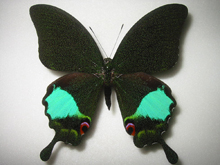 �J���i���������A�Q�n