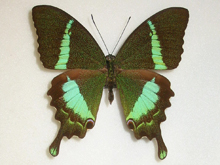 �N���m�N�W���N�A�Q�n