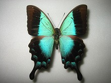 �`���[���A�I�l�A�Q�n