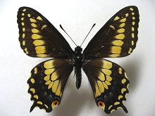 �N���L�A�Q�n