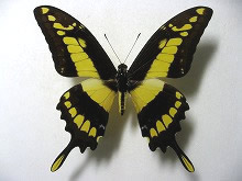 �^�X�L�A�Q�n