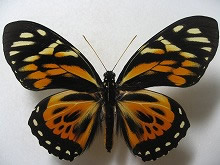 �L�}�_���}���o�l�A�Q�n