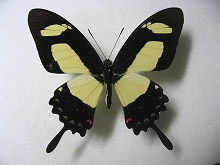 �g���N�A�g�E�X�L�I�r�A�Q�n