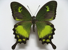 �X���o�A�I�l�A�Q�n