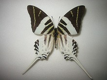 �A���h���N���X�I�I�I�i�K�^�C�}�C