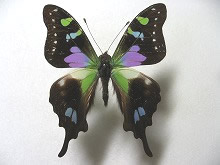 �~�C���^�C�}�C