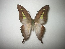 �G���y�h�o�i�^�C�}�C