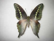 �R�h���X�^�C�}�C