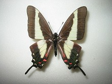 �A�V�E�X�I�i�K�^�C�}�C