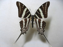 �Z���x�X�I�i�K�^�C�}�C