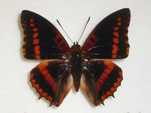 �L�I�r�t�^�I