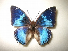 ���������t�^�I