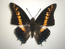 �L���X�^�[�t�^�I