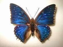 �J�X���t�^�I