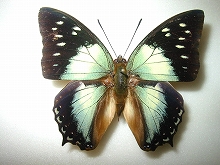 �j�e�r�X�t�^�I