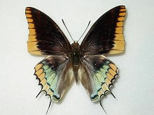 �X�y�C���t�^�I�`���E