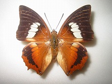 �x���i���_�X�t�^�I