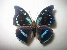 �~�P���I�t�^�I