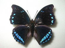 �����w���t�^�I