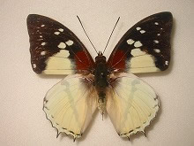 �A�J�l�t�^�I