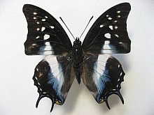 �R�O�i�g�X�t�^�I