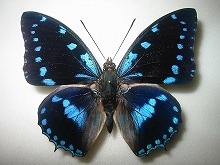 �A�����G�t�^�I