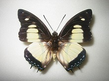 �m�r���X�t�^�I