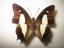 �A�^�}�X�t�^�I