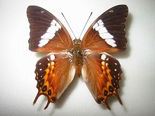 �I�P���g�X�t�^�I