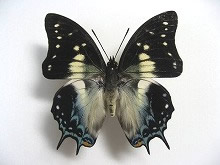 �~�J�h�t�^�I