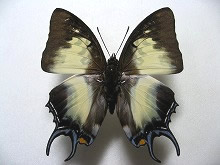 �N�M�k�L�t�^�I