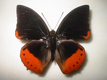 �J�o�V�^�t�^�I